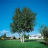 Whitespire Birch 2-3 Ft 1 Whitespire Birch 2-3 Ft -Deals Petal Inn Store 22104