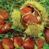Chinese Chestnut -Deals Petal Inn Store 22149