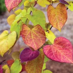 Flame Thrower Redbud Tree
