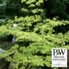 Golden Shadows® Pagoda Dogwood -Deals Petal Inn Store 22183 PW