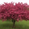Prairifire Flowering Crab -Deals Petal Inn Store 22352