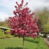 Royal Raindrops® Flowering Crabapple -Deals Petal Inn Store 22367