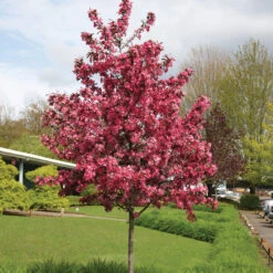 Royal Raindrops® Flowering Crabapple