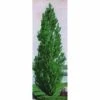 Theves Poplar (2 To 3 Foot) -Deals Petal Inn Store 22432