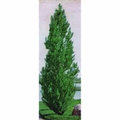 Theves Poplar (2 To 3 Foot)