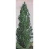 Theves Poplar(4 To 5 Foot) -Deals Petal Inn Store 22433