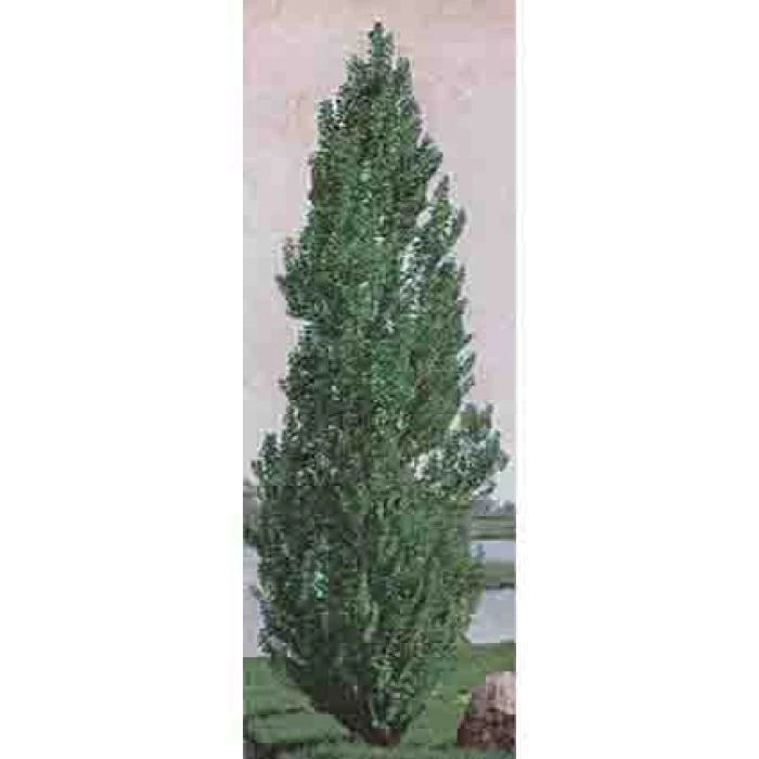 Theves Poplar(4 To 5 Foot) 3 Theves Poplar(4 To 5 Foot)