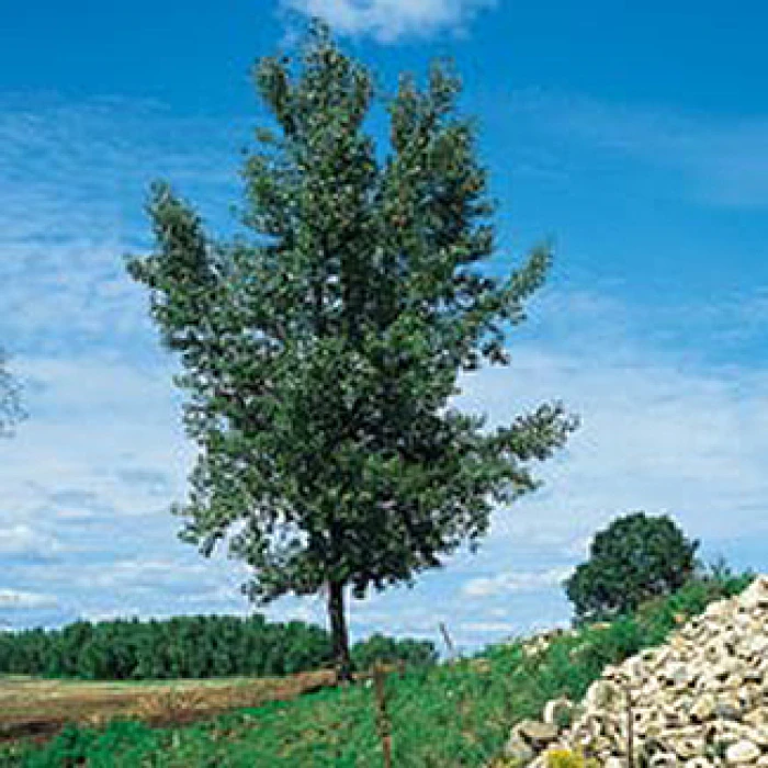 Cottonless Cottonwood Tree (4 To 5 Foot) 3 Cottonless Cottonwood Tree (4 To 5 Foot)