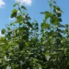 Hybrid Poplar Tree Small(2 To 4 Foot) -Deals Petal Inn Store 22439
