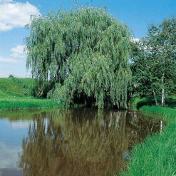 Alba™ Niobe Weeping Willow