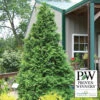 Soft Serve&reg; False Cypress Evergreen -Deals Petal Inn Store 22656 PW