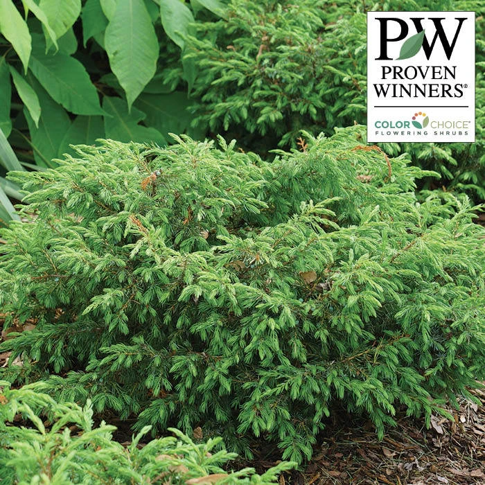 Tortuga® Juniper 3 Tortuga® Juniper