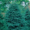 Black Hills Spruce Evergreen Seedlings -Deals Petal Inn Store 22863