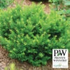 Stonehenge Dark Druid® Yew 2 Stonehenge Dark Druid® Yew -Deals Petal Inn Store 22988