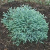 Pancake&trade; Arborvitae Evergreen -Deals Petal Inn Store 23005