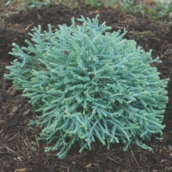 Pancake&trade; Arborvitae Evergreen