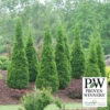 North Pole® Arborvitae Evergreen -Deals Petal Inn Store 23023 PW