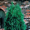 Pyramidal Arborvitae Evergreen -Deals Petal Inn Store 23024