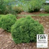Tater Tot Arborvitae -Deals Petal Inn Store 23026 PW