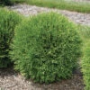 Planet Earth&reg; Arborvitae