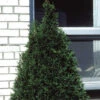 Emerald Arborvitae Evergreen 1 Emerald Arborvitae Evergreen -Deals Petal Inn Store 23040