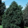 Techny Arborvitae Evergreen -Deals Petal Inn Store 23044