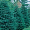 Spruce Evergreen Windbreak Special -Deals Petal Inn Store 23092