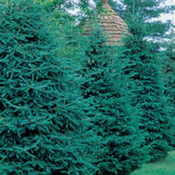 Spruce Evergreen Windbreak Special 3 Spruce Evergreen Windbreak Special