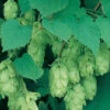 Cascade Hops Vine -Deals Petal Inn Store 30424
