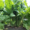 Lucullus Swiss Chard -Deals Petal Inn Store 3740 SwissChard Lucullus jw