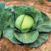 Kk Cross Hybrid Cabbage 1 Kk Cross Hybrid Cabbage -Deals Petal Inn Store 5713 3612 popup