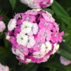 Dianthus Dash™ Magician Hybrid -Deals Petal Inn Store 6802 5134 popup