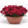 Dianthus Coronet™ Cherry Red Hybrid -Deals Petal Inn Store 6804 5135 popup