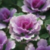 Flare™ Rose Hybrid Kale -Deals Petal Inn Store 6806 5136 popup