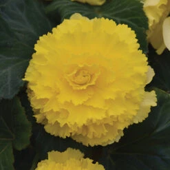 Begonia Amerihybrid® Ruffled Yellow