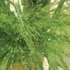 Grass Panicum Frosted Explosion -Deals Petal Inn Store 6818 5142 popup