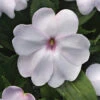 White Shimmer Solarscape&trade; Hybrid Impatiens -Deals Petal Inn Store 6828 5146 popup