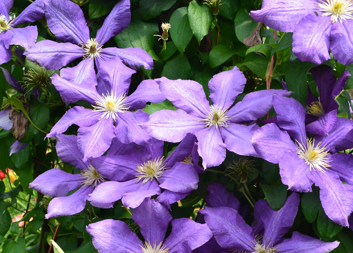 Deals Petal Inn Store -Deals Petal Inn Store sg20240610 burbank